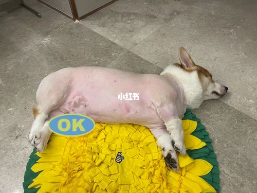 剃毛了,柯猪的秘密藏不住了_柯基_皮皮狗怎么样_雪地