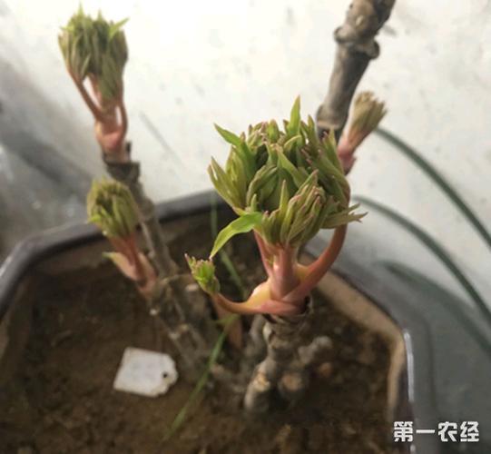 牡丹花嫁接图文教程
