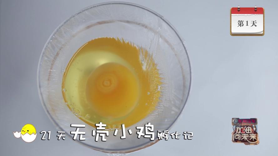 21天挑战生命奇迹 央视启动"无壳小鸡孵化记"