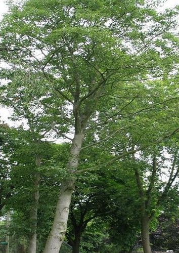 桤木的基本概况