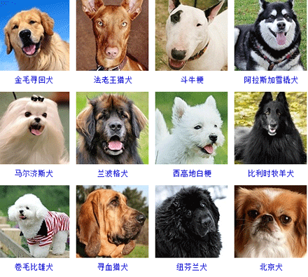 狗狗的品种大全,果断收藏了