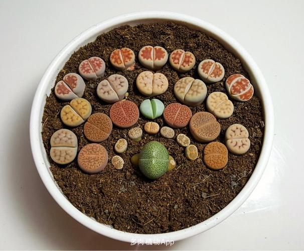 我爱diy                  生石花拼盘