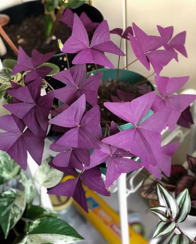 紫叶酢浆草,会随日夜变换姿势的室内植物