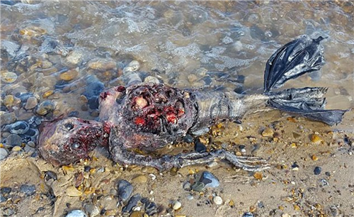 英国海滩惊现不明生物遗体疑似美人鱼
