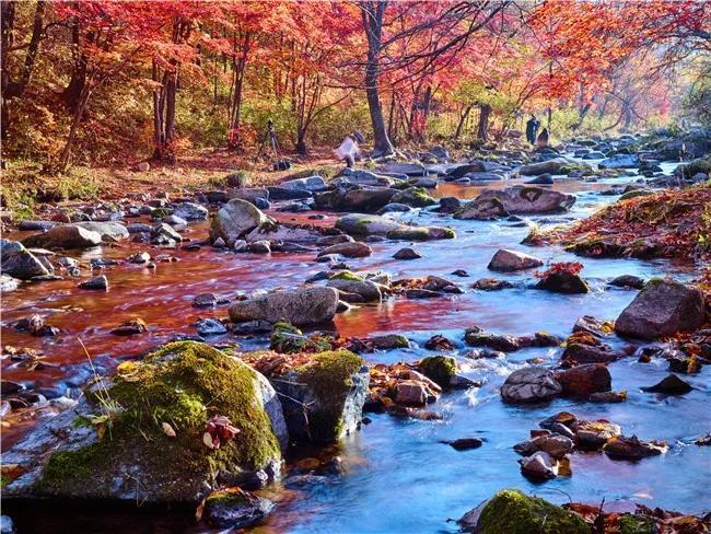 醉红了东北!长白山,本溪红叶9日深度摄影团