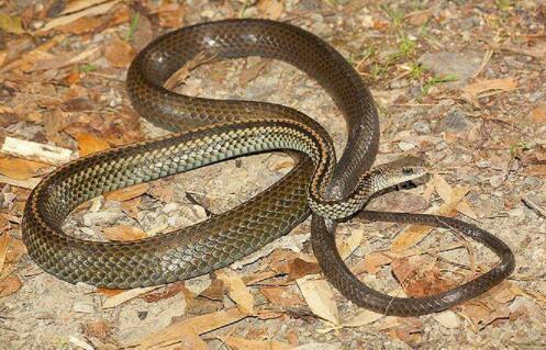 这是什么蛇,有毒吗