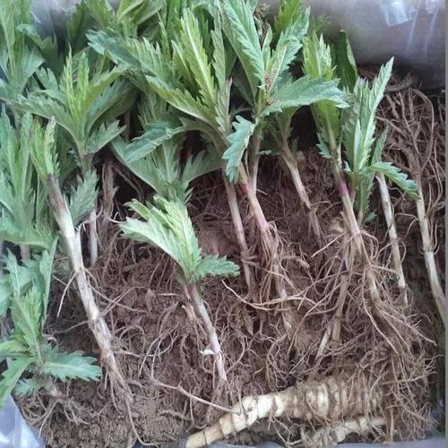 其它 虫草参的作用与功效  干虫草参的功效干虫草参的作用 虫草参是一