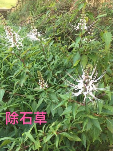 除石草又名猫须草,是肾结石和尿道结石的特效药.