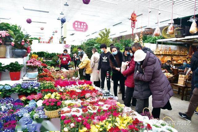 北京年宵花市不乏亲民亮点(附花市列表) |"2021年宵花