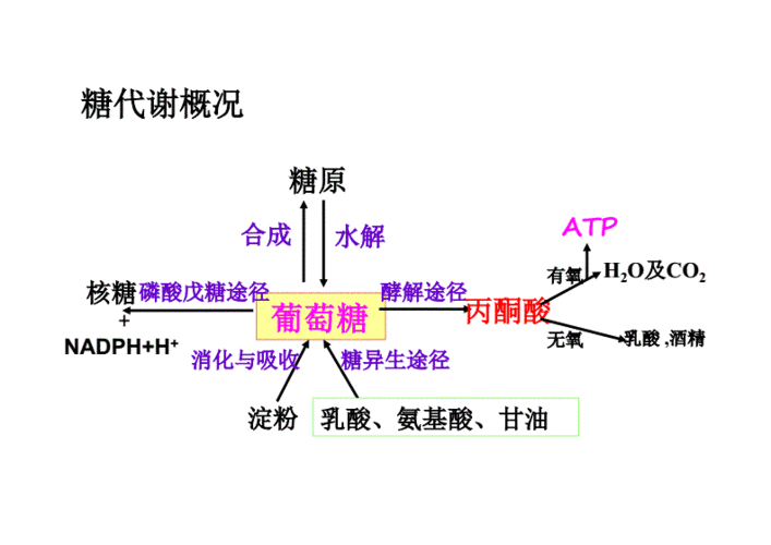 生物化学:第7章 糖代谢.pdf