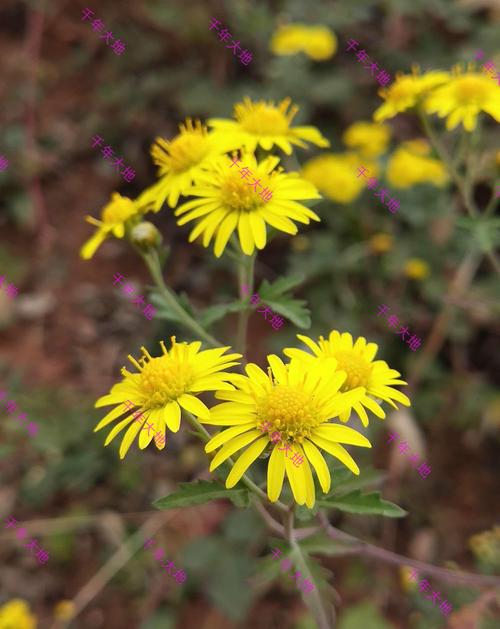 集园林景观,地被恢复和药用价值于一身的甘野菊