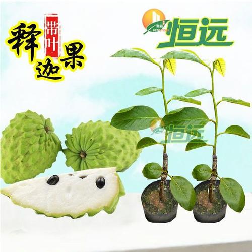 购客台湾番荔枝苗佛陀果释迦果树苗释迦果嫁接苗盆栽果树苗易购客