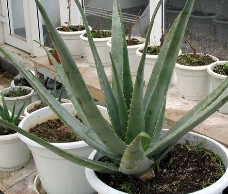 盆栽库拉索芦荟图片