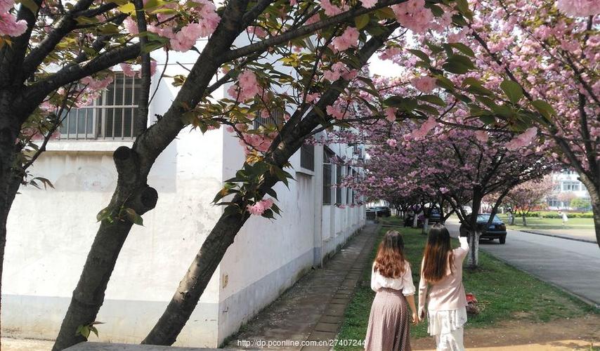 校园樱花季