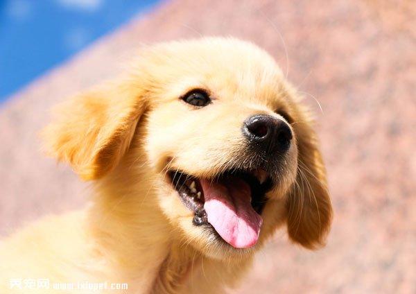 【小金毛图片】表情丰富的金毛幼犬_狗狗图片_萌宠图片_秀宠网