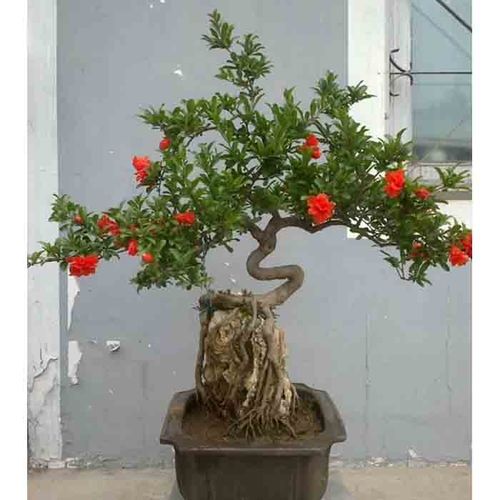 盆景零售|石榴盆景|河阴软籽石榴零售