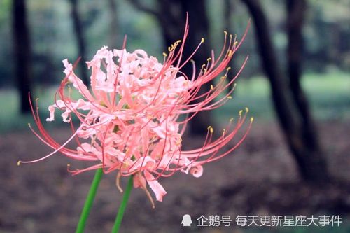 亲爱的这是送给12星座的彼岸花花语看看你是哪个