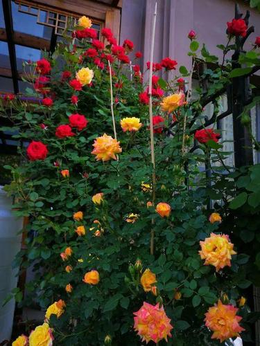 惊艳| 群开的藤彩虹:花量超大,多彩又壮观