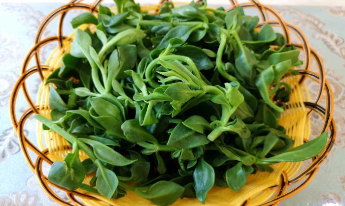 有止血神药之称,具有散淤血,止血而不留瘀的神奇功效,老年人吃田七有