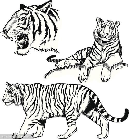 孟加拉老虎简笔画