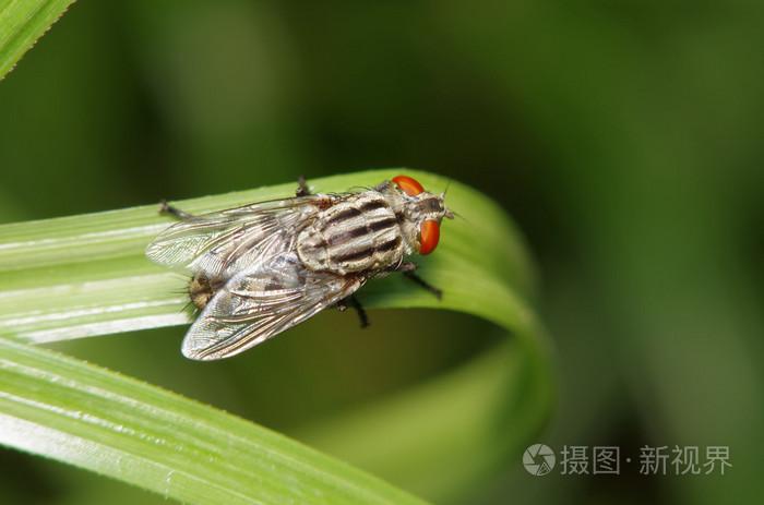 飞在绿色的花园里的昆虫