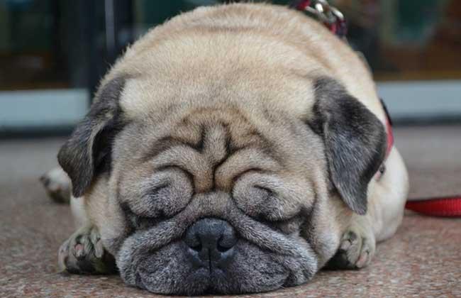 中国沙皮犬图片大全