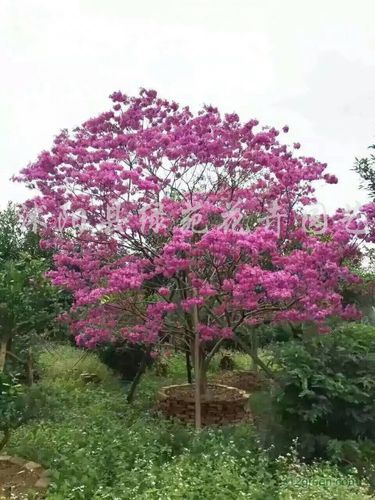 紫花风铃