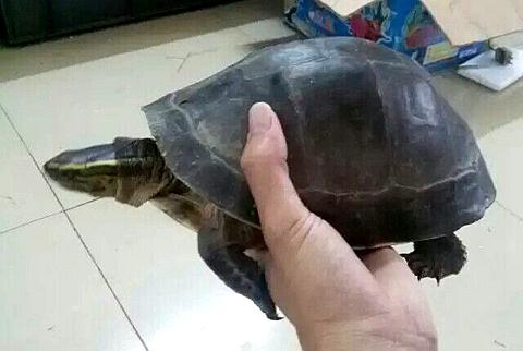 安布闭壳龟图解下