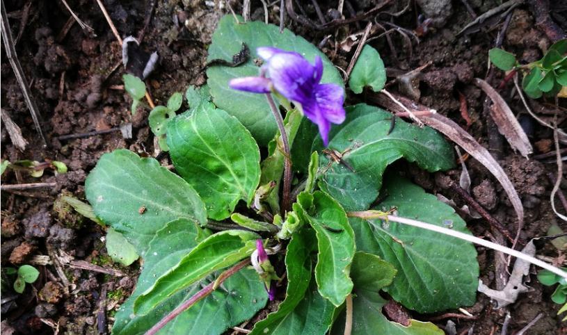 全草可入药,治毒蛇咬伤有