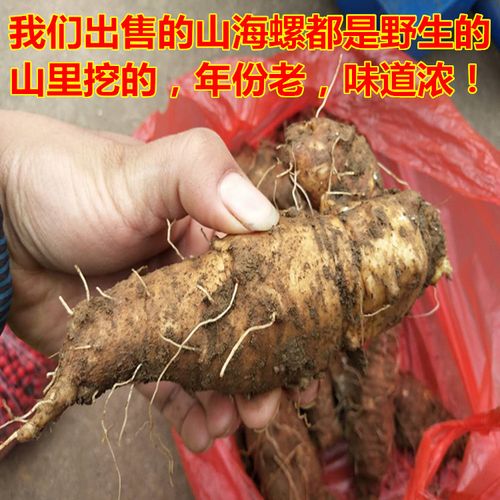 大别山野生新鲜山海螺 四叶参 羊乳 奶参 现挖现卖 500克包邮_7折现价