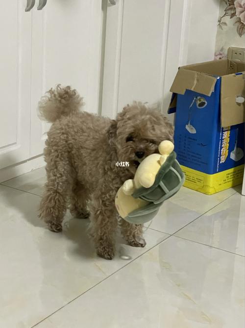 胖泰迪08_泰迪_泰迪怎么样_宠物_狗