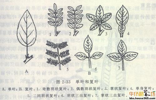 单叶复叶区别三出复叶详细资料大全