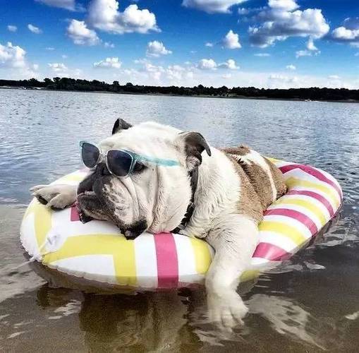 【幽默搞笑】2017先定一个小目标,把游泳学会!