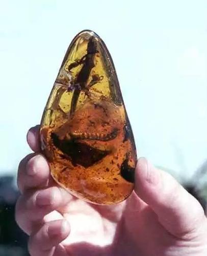 蜥蜴琥珀极其罕见,这块报价就高达7万美元!