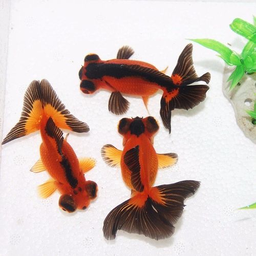 蝶尾金鱼一对金鱼一公一母观赏鱼富贵鱼招财狮子头耐养的鱼活体