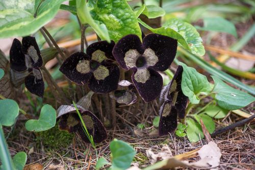 首发熊猫细辛花