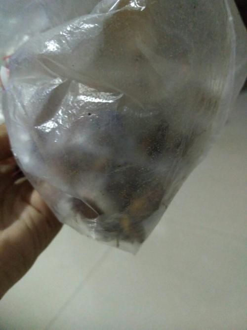 这个虫子叫"胖孩"?(它的实名实名就什么?) 这种虫子能吃吗?