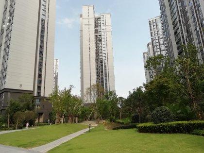 戛纳湾金棕榈