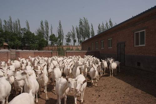 山东奶山羊养殖场