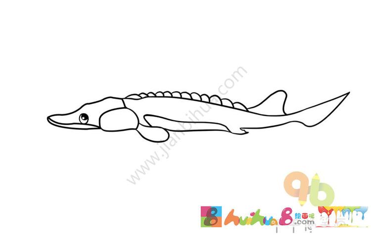 中华鲟简笔画