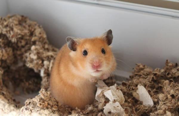 金丝熊信任主人的表现