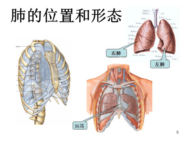 临床解剖学课件:2016临床肺,纵隔