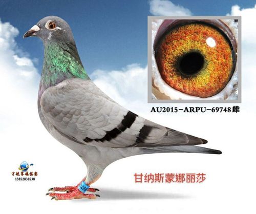 >> 查看拍卖商品