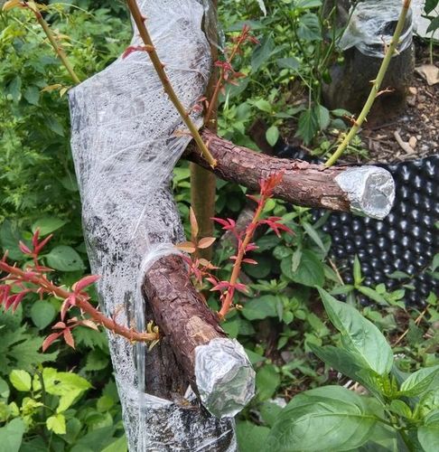 比山木香更好种植的树木不用嫁接月季就可以做盆景
