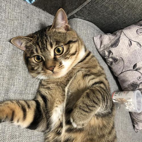 狸花猫就是坠吊的飞天躺地圆脸狸多图预警更新