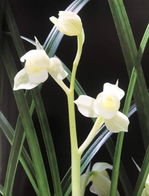 莲瓣兰宽叶荷瓣素 心——如意素荷