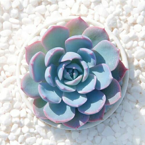 推荐这8款高颜值多肉,让你的生活更美好