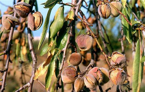 请问这个心形的干果是什么植物的果实,植物学名中英文