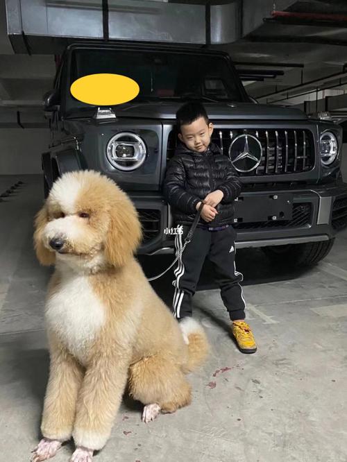 上海一岁红白花巨贵找朋友_巨型贵宾_宠物_狗