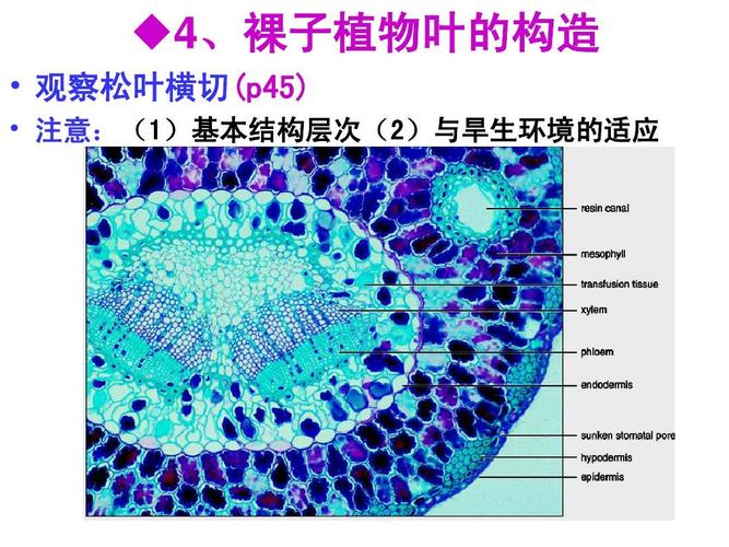 实验九 叶的形态ppt